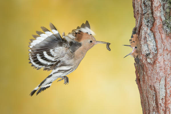 hoopoe at nest, Trentino Alto-Adige, Italy