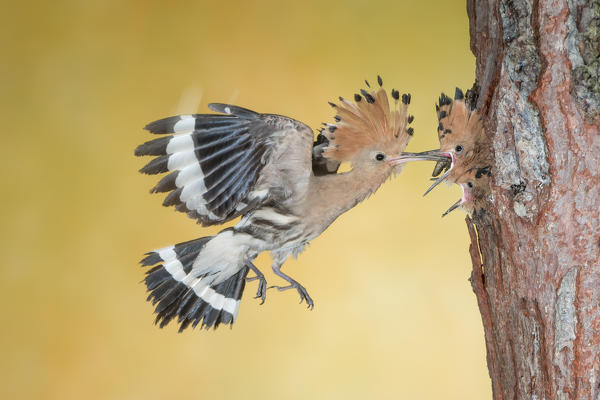 hoopoe at nest, Trentino Alto-Adige, Italy