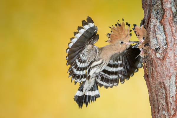 hoopoe at nest, Trentino Alto-Adige, Italy