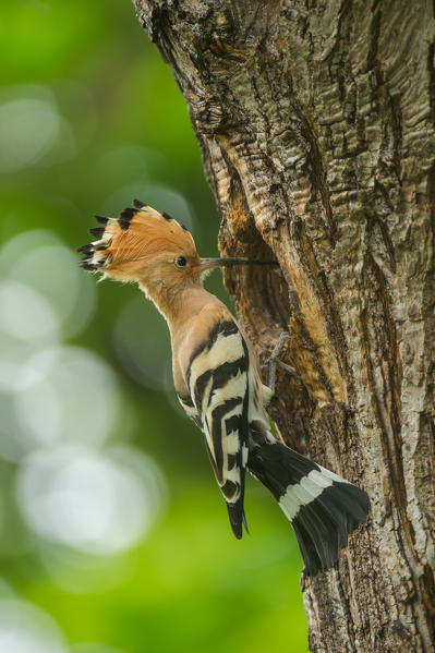 Hoopoe with prey, Trentino Alto-Adige, Italy