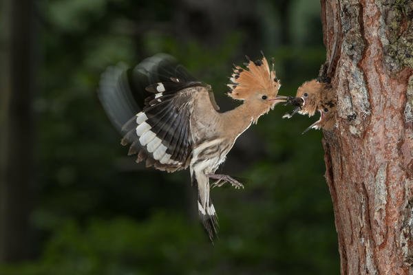 hoopoe at nest, Trentino Alto-Adige, Italy
