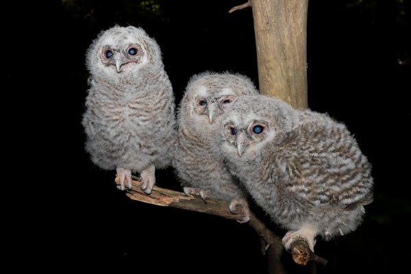 Young Tawny owl in the night, Trentino Alto-Adige, Italy
