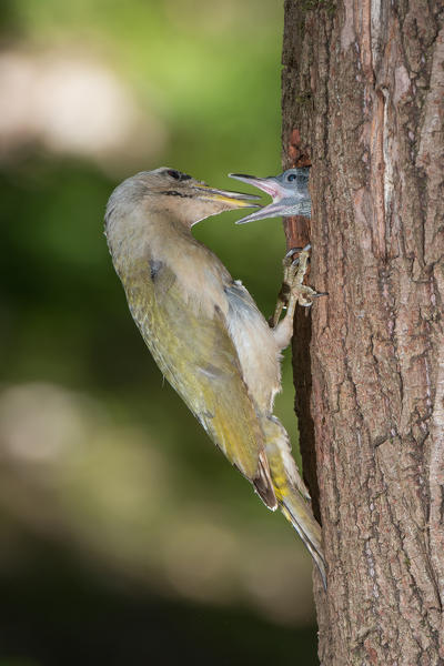 The grey-headed woodpecker feeds its young, Trentino Alto-Adige, Italy