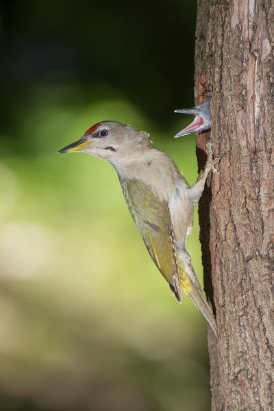 Grey-headed woodpecker on the nest, Trentino Alto-Adige, Italy