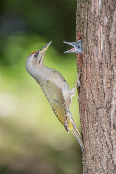 Grey-headed woodpecker on the nest, Trentino Alto-Adige, Italy