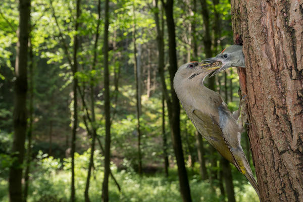 The grey-headed woodpecker feeds its young, Trentino Alto-Adige, Italy