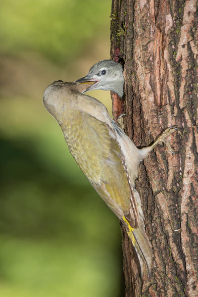 The grey-headed woodpecker feeds its young, Trentino Alto-Adige, Italy