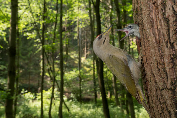The grey-headed woodpecker feeds its young, Trentino Alto-Adige, Italy