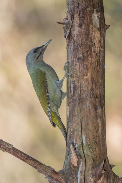 Grey-headed woodpecker female, Trentino Alto-Adige, Italy