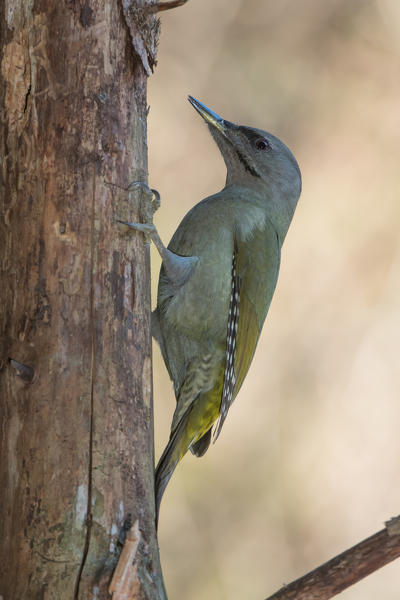 Grey-headed woodpecker female, Trentino Alto-Adige, Italy