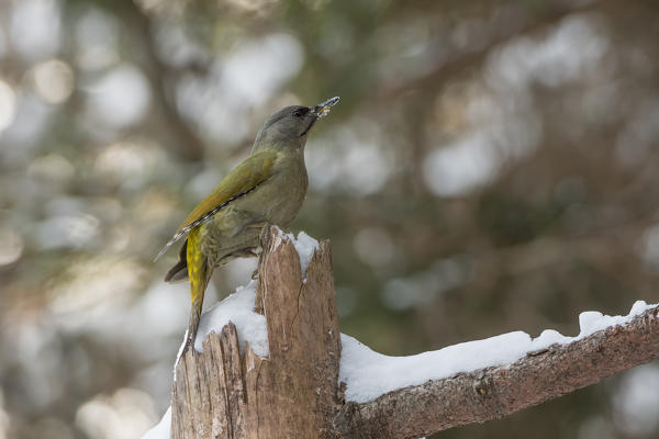 grey-headed woodpecker on the snow, Trentino Alto-Adige, Italy