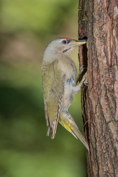 Grey-headed woodpecker on the nest, Trentino Alto-Adige, Italy