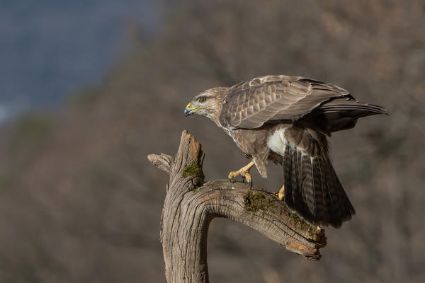Common buzzard, Trentino Alto-Adige, Italy