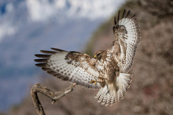 Buzard in landing, Trentino Alto-Adige, Italy
