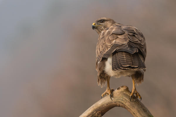 Common buzzard, Trentino Alto-Adige, Italy