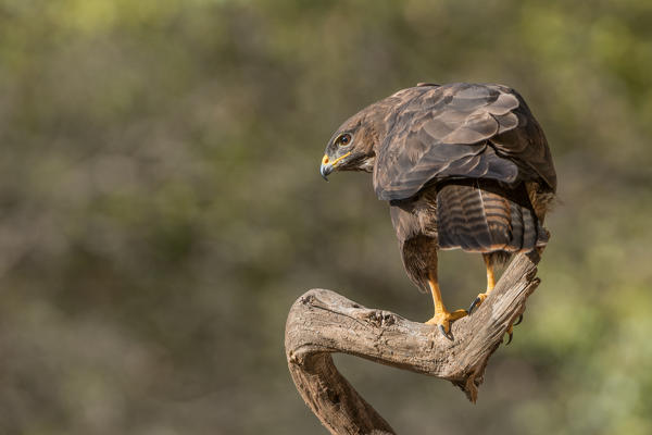 Common buzzard on branch, Trentino Alto-Adige, Italy