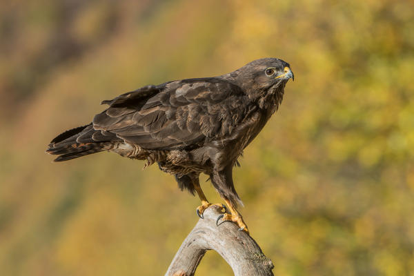 Common buzzard on branch, Trentino Alto-Adige, Italy