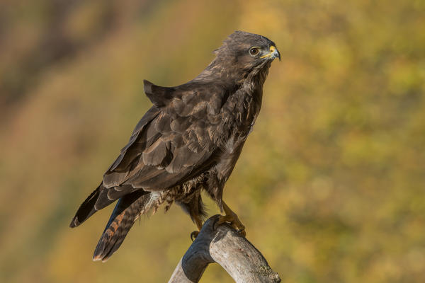 Common buzzard on branch, Trentino Alto-Adige, Italy