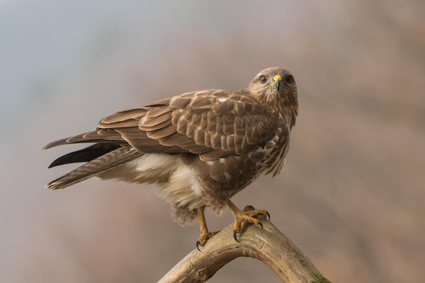 Common buzzard on branch, Trentino Alto-Adige, Italy