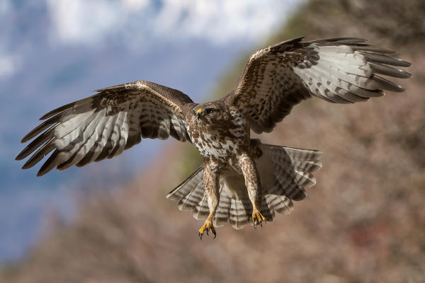 Buzard in fly, Trentino Alto-Adige, Italy