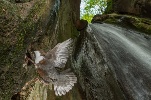 white-throated dipper at nest in the waterfall, Trentino Alto-Adige, Italy