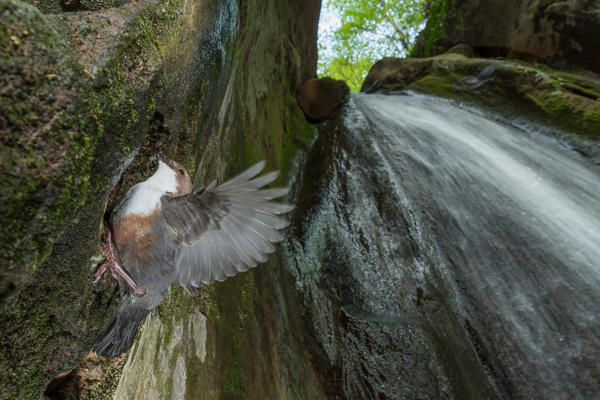 white-throated dipper at nest in the waterfall, Trentino Alto-Adige, Italy