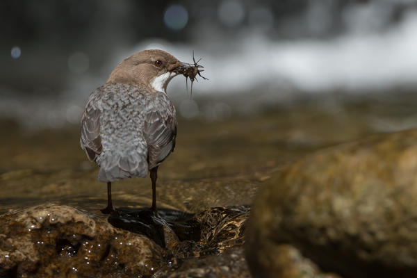 white-throated dipper in the river with cue, Trentino Alto-Adige, Italy