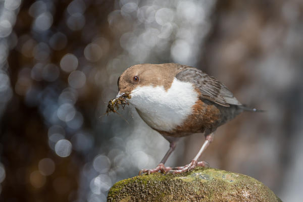 white-throated dipper with cue, Trentino Alto-Adige, Italy
