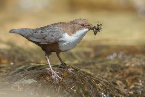 white-throated dipper in the river with cue, Trentino Alto-Adige, Italy