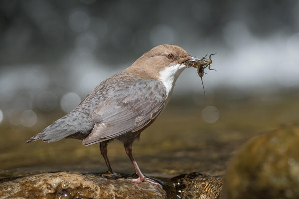 white-throated dipper in the river with cue, Trentino Alto-Adige, Italy
