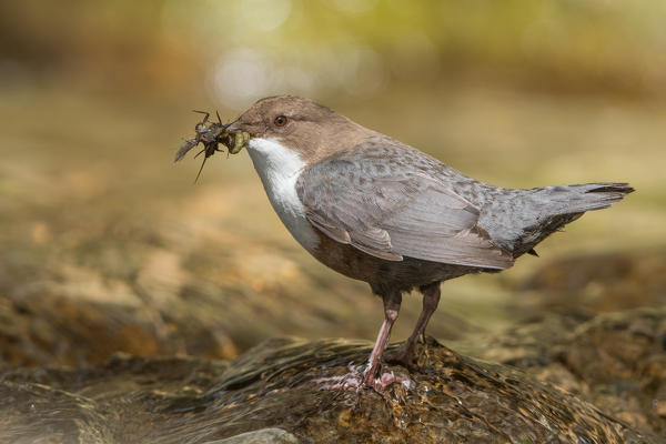 white-throated dipper in the river with cue, Trentino Alto-Adige, Italy
