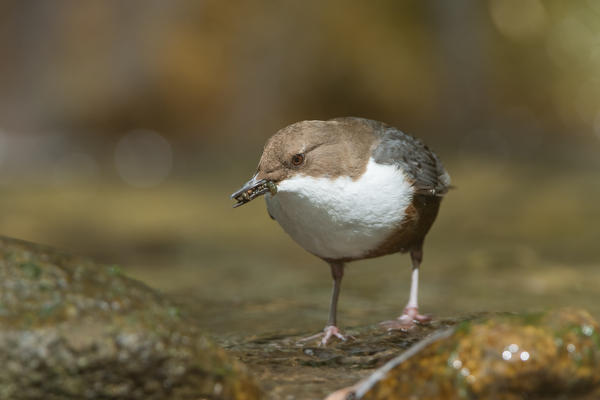 white-throated dipper in the river with cue, Trentino Alto-Adige, Italy