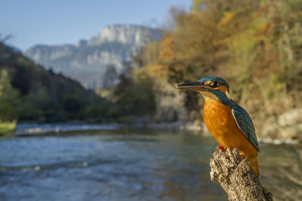 kingfisher on the river, Trentino Alto-Adige, Italy