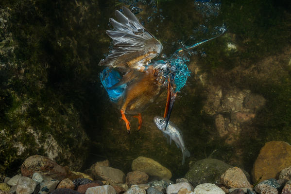 kingfisher hunting a fish underwater, Trentino Alto-Adige, Italy