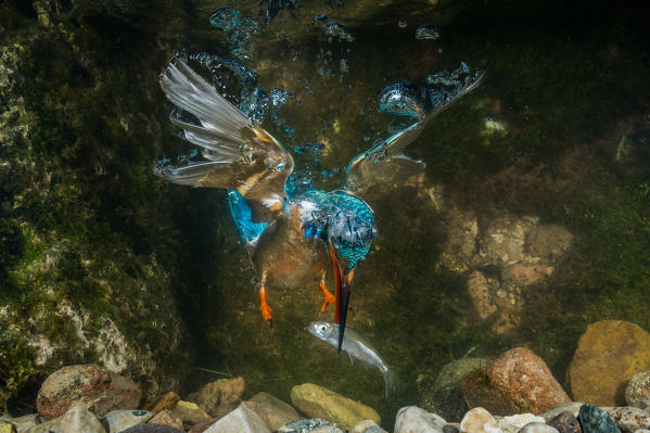 kingfisher hunting a fish underwater, Trentino Alto-Adige, Italy