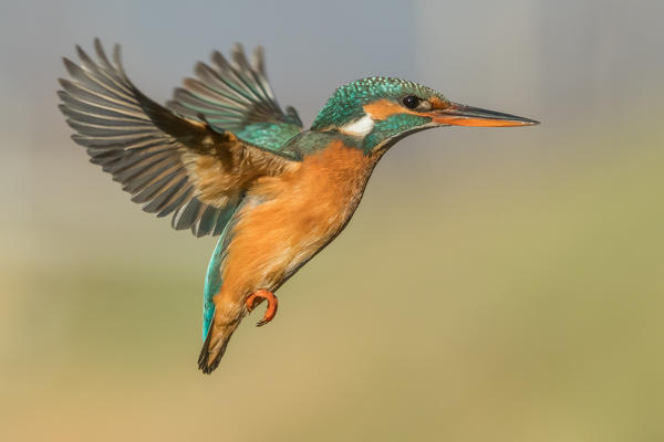 Kingfisher in flight ready to hunt, Trentino Alto-Adige, Italy