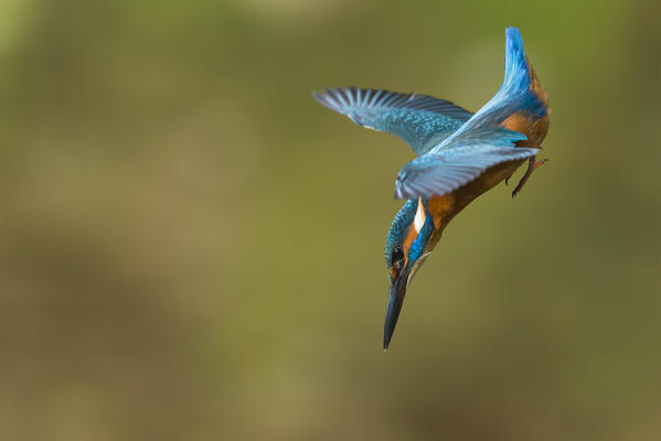 Kingfisher in flight ready to hunt, Trentino Alto-Adige, Italy