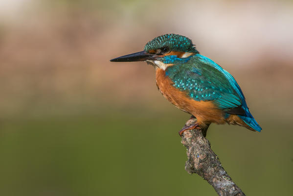 kingfisher on the branch, Trentino Alto-Adige, Italy