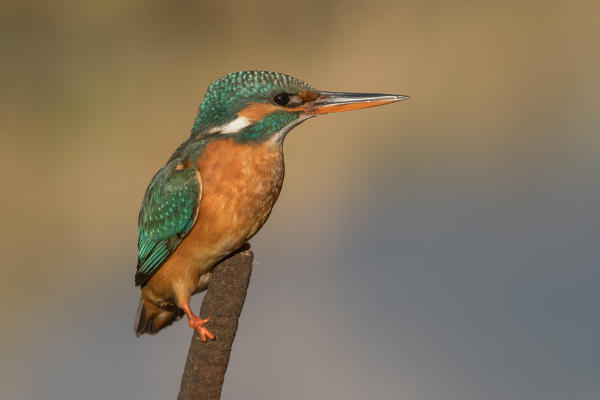 kingfisher on the branch, Trentino Alto-Adige, Italy