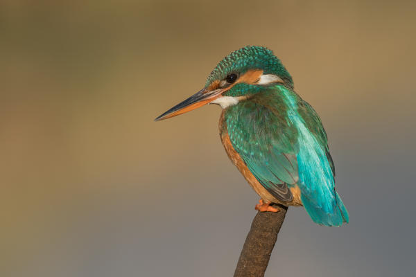 kingfisher on the branch, Trentino Alto-Adige, Italy