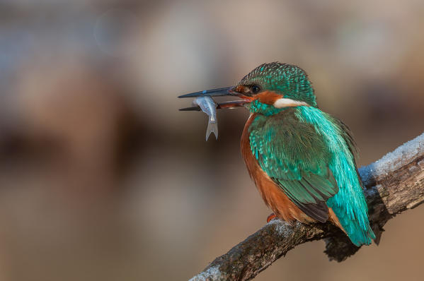 kingfisher on the perch with fish in its beak, Trentino Alto-Adige, Italy