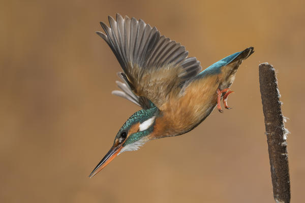 Kingfisher in flight ready to hunt, Trentino Alto-Adige, Italy