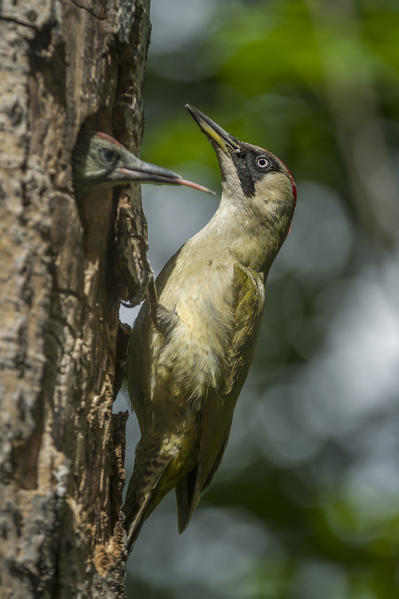 European green woodpecker on the nest, Trentino Alto-Adige, Italy