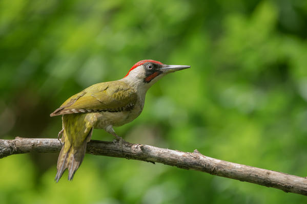 European green woodpecker on the branch, Trentino Alto-Adige, Italy