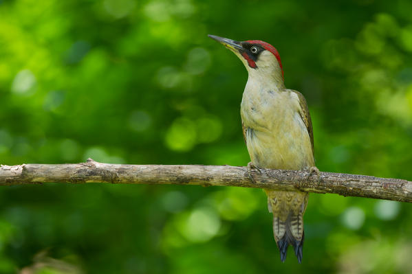 European green woodpecker on the branch, Trentino Alto-Adige, Italy