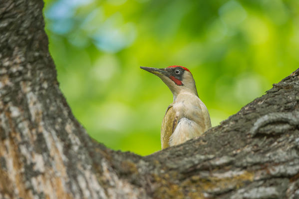 European green woodpecker on the tree, Trentino Alto-Adige, Italy