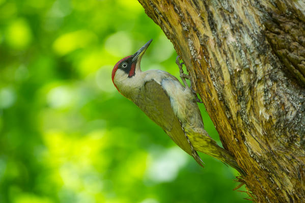 European green woodpecker on the tree, Trentino Alto-Adige, Italy