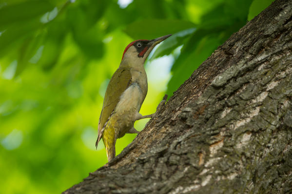European green woodpecker on the tree, Trentino Alto-Adige, Italy