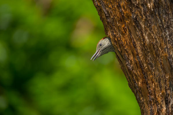 Young european green woodpecker in the nest, Trentino Alto-Adige, Italy