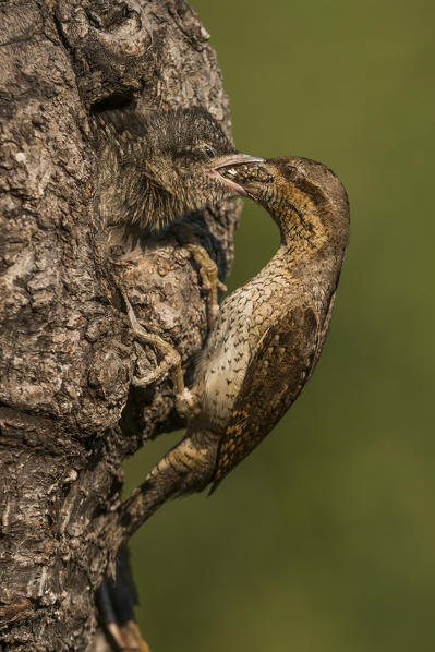 Eurasian Wryneck feeds its young, Trentino Alto-Adige, Italy